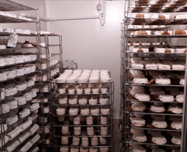 Nombreux fromages de chèvre en fabrication dans la fromagerie de Savigné (86)
