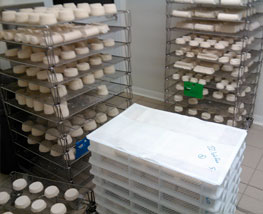 Nombreux fromages de chèvre en fabrication dans la fromagerie de Savigné (86)